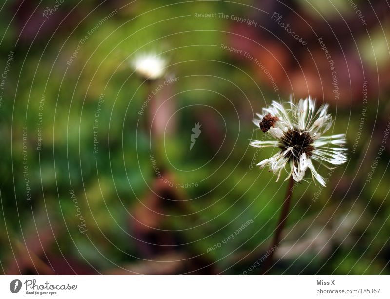 letzte Pusteblume 2009 Umwelt Natur Sommer Herbst Klima Wetter schlechtes Wetter Unwetter Regen Pflanze Blume Gras Blüte Park Wiese dehydrieren Wachstum kaputt