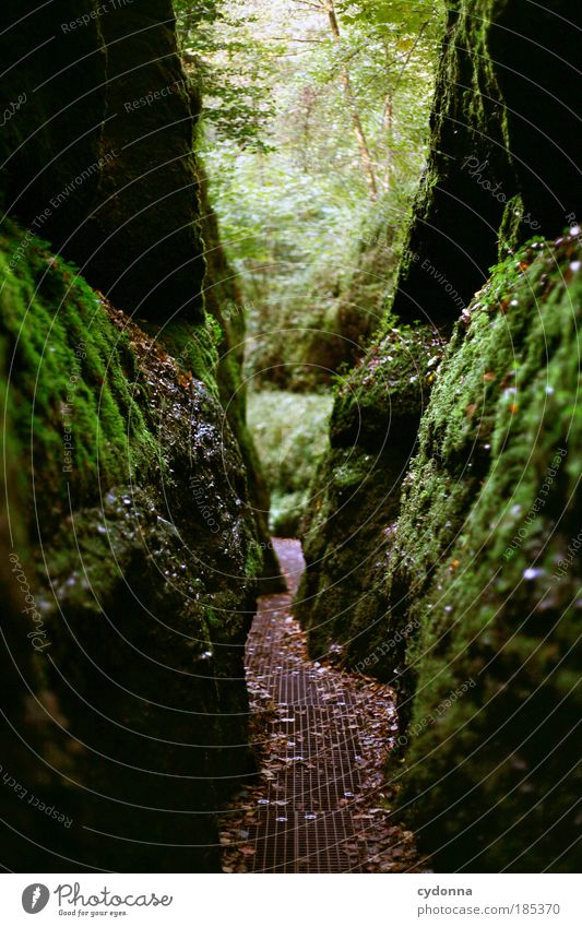 Drachenschlucht Sightseeing Umwelt Natur Landschaft Baum Moos Wald Felsen einzigartig entdecken Erwartung Freiheit geheimnisvoll Idylle Leben nachhaltig