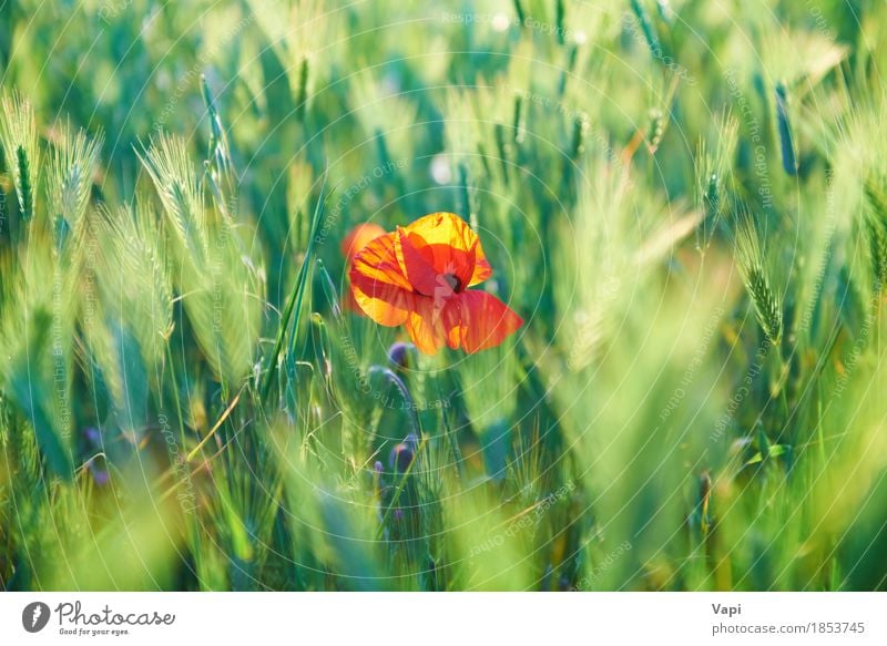 Rote Mohnblume auf dem grünen Feld Sommer Sonne Umwelt Natur Landschaft Pflanze Wetter Schönes Wetter Blume Gras Blatt Blüte Wildpflanze Garten Park Wiese