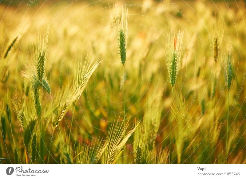 Feld des Grases auf Sonnenuntergang Sommer Umwelt Natur Landschaft Pflanze Sonnenaufgang Klima Schönes Wetter Wildpflanze Wiese Wachstum hell gelb gold grün