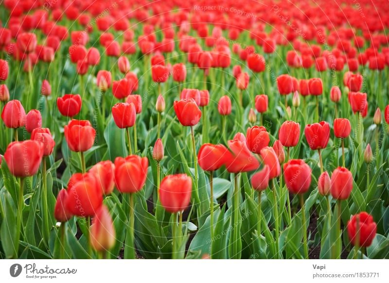 Feld der schönen roten Tulpen Sommer Garten Menschengruppe Natur Landschaft Pflanze Frühling Blume Blatt Blüte Park Wiese Wachstum hell grün rosa Farbe