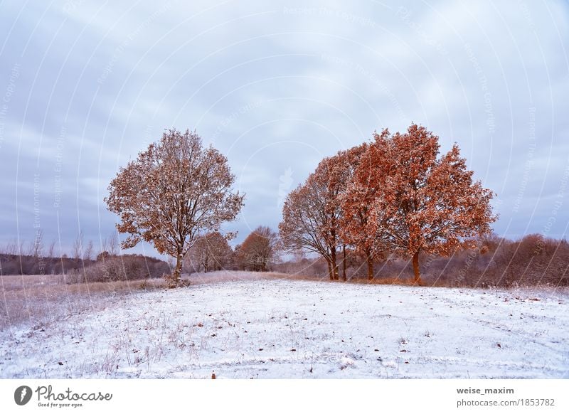 Erster Schnee im Herbstwald. Herbstfarben auf den Bäumen Ferien & Urlaub & Reisen Tourismus Freiheit Winter Umwelt Natur Landschaft Pflanze Wetter Baum Gras