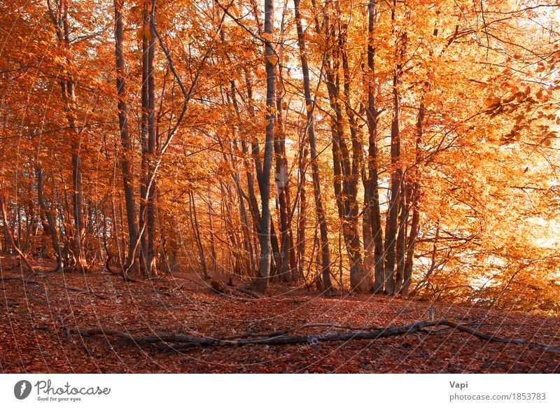 Herbstwald Ferien & Urlaub & Reisen Tourismus Ausflug Abenteuer Tapete Umwelt Natur Landschaft Pflanze Schönes Wetter Baum Gras Sträucher Blatt Grünpflanze Park