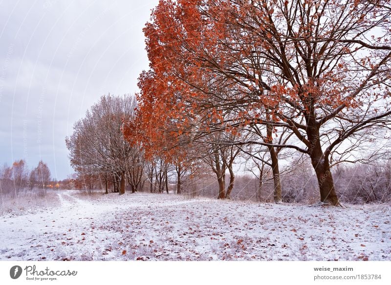 Erster Schnee im Herbstpark. Herbstfarben auf den Bäumen Tourismus Abenteuer Freiheit Winter wandern Umwelt Natur Landschaft Pflanze Wetter Eis Frost Baum Gras