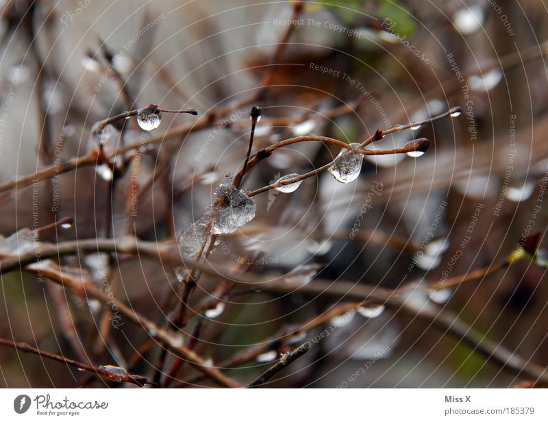 still und leise Umwelt Natur Herbst Winter Klima Klimawandel Wetter schlechtes Wetter Unwetter Regen Eis Frost Schnee Pflanze Baum Sträucher Park glänzend kalt