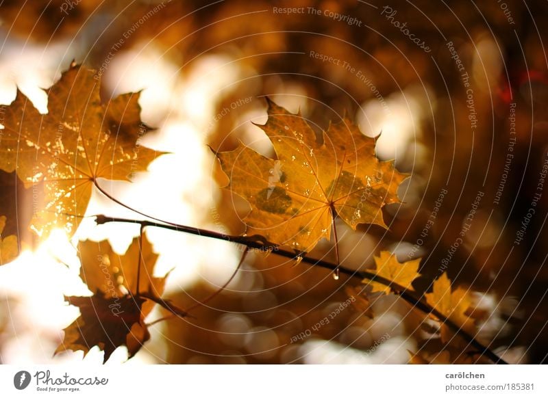 Herbst Umwelt Natur Landschaft Pflanze Sonne Sonnenaufgang Sonnenuntergang Sonnenlicht Schönes Wetter Baum Blatt Park braun gelb gold rot Blätter Ast Herbstlaub