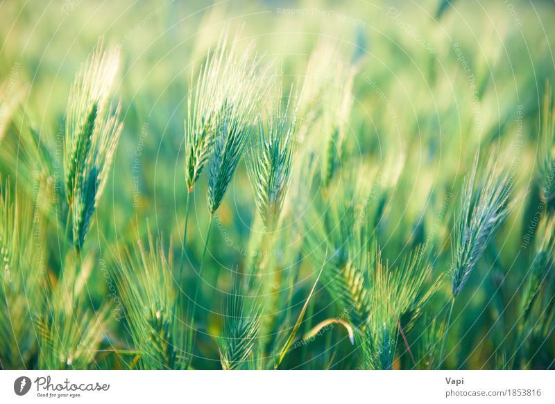 Feld des Grases auf Sonnenuntergang Sommer Umwelt Natur Landschaft Pflanze Sonnenaufgang Frühling Schönes Wetter Grünpflanze Wildpflanze Wiese Wachstum hell