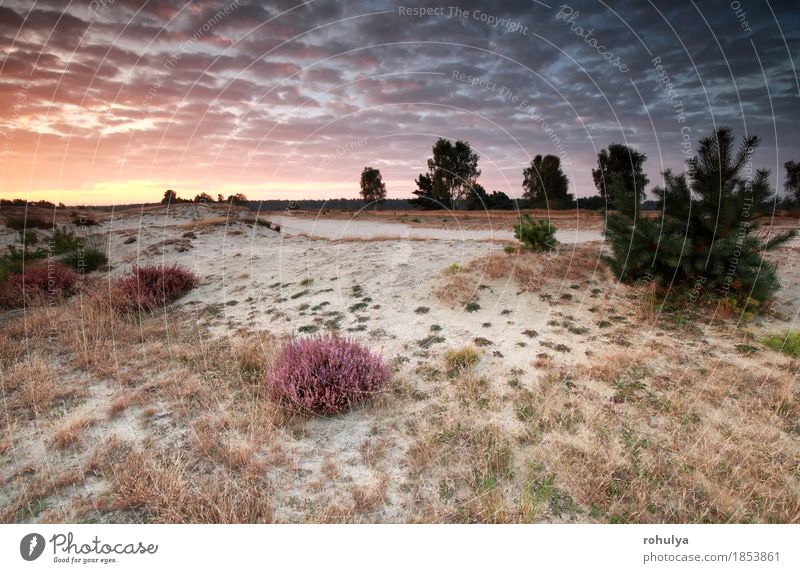 schöner Sonnenaufgang über Sanddünen mit blühender Heide Sommer Natur Landschaft Himmel Wolken Herbst Hügel blau gelb rosa Bergheide Düne Kiefer nadelhaltig