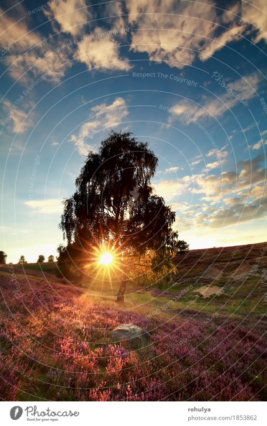 Sonnenstrahlen hinter Birke und Heidekraut Sommer Natur Landschaft Pflanze Himmel Wolken Herbst Baum Blume Wiese Hügel blau rosa Stern Sonnenschein