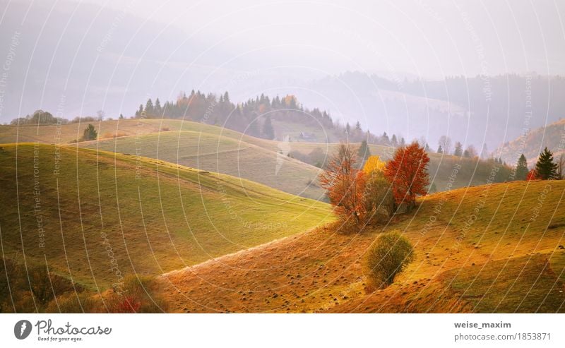 Herbst Bergpanorama. Oktober auf Karpatenhügeln. Fallen Ferien & Urlaub & Reisen Berge u. Gebirge Haus Umwelt Natur Landschaft Luft Schönes Wetter Nebel Baum