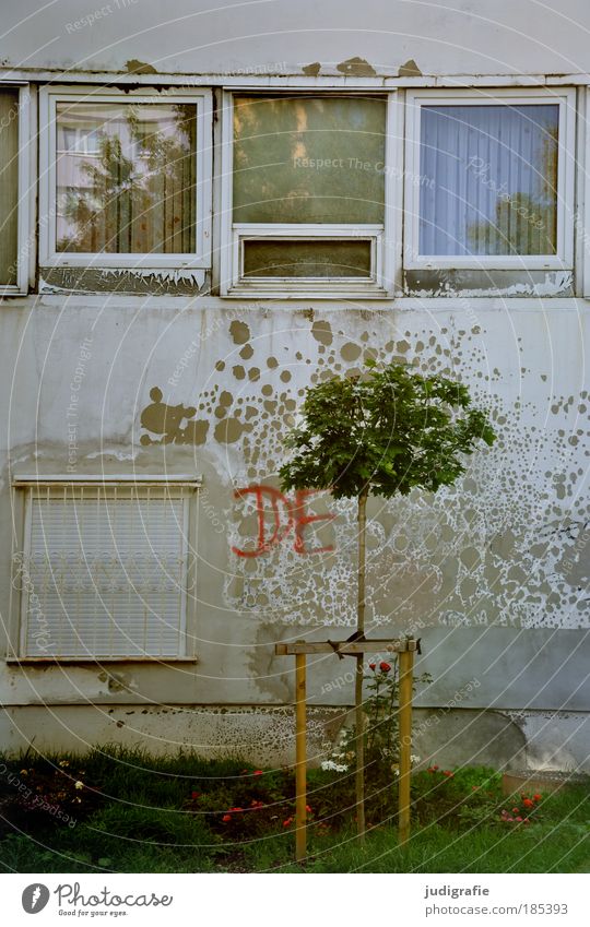 DE Natur Baum Wiese Stadt Haus Gebäude Mauer Wand Fassade Fenster Wachstum dunkel trashig Verfall Vergänglichkeit Wandel & Veränderung Häusliches Leben