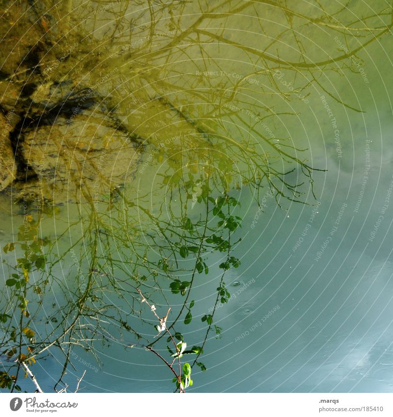 Rhein Stil exotisch Natur Pflanze Urelemente Wasser Himmel Herbst Baum Blatt Zweig leuchten ästhetisch außergewöhnlich Flüssigkeit einzigartig blau gelb Gefühle