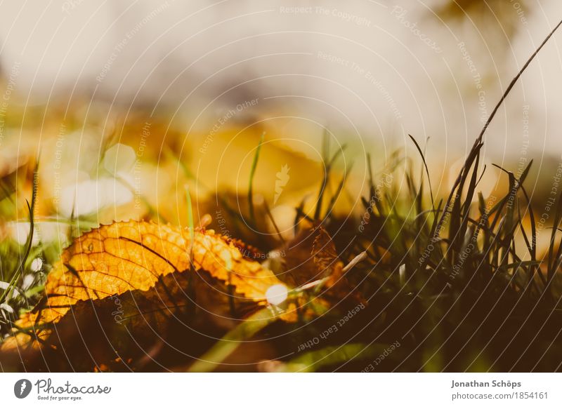 goldener Herbst IX Umwelt Natur Pflanze Gras Garten Park Wiese ästhetisch Erfurt Nordstrand braun rot gelb herbstlich Herbstlaub Blatt Laubwald Traurigkeit