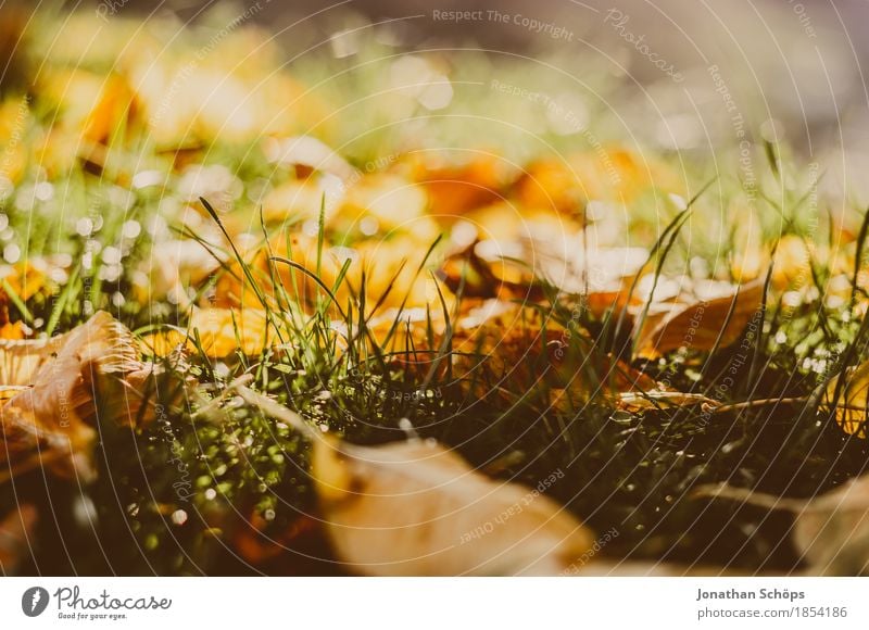 goldener Herbst VIII Umwelt Natur Pflanze Gras Garten Park Wiese ästhetisch Erfurt Nordstrand braun rot gelb herbstlich Herbstlaub Blatt Laubwald Traurigkeit