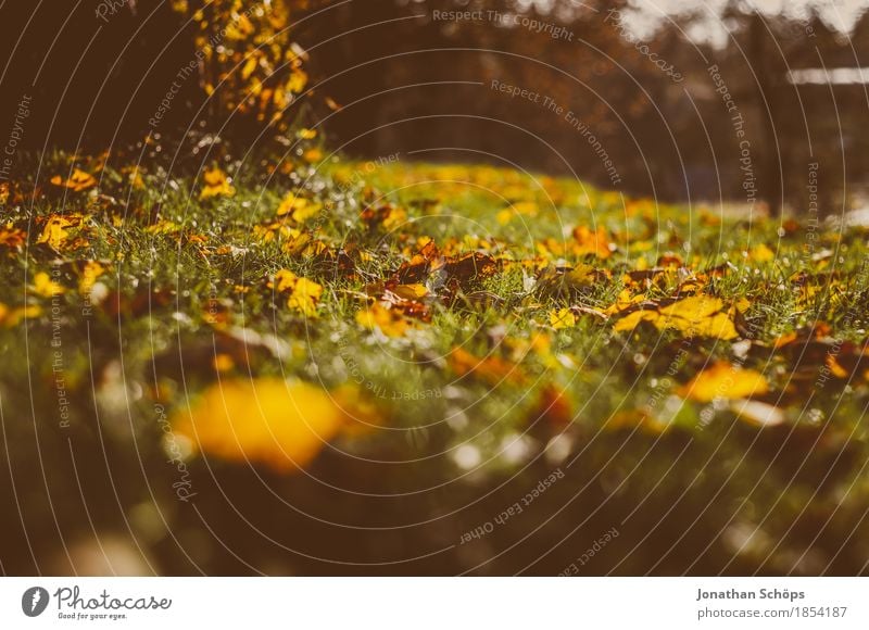 goldener Herbst VII Umwelt Natur Pflanze Gras Garten Park Wiese ästhetisch Erfurt Nordstrand braun rot gelb herbstlich Herbstlaub Blatt Laubwald Traurigkeit