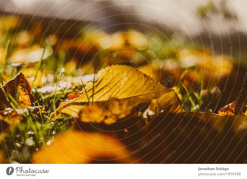 goldener Herbst VI Umwelt Natur Pflanze Gras Garten Park Wiese ästhetisch Erfurt Nordstrand braun rot gelb herbstlich Herbstlaub Blatt Laubwald Detailaufnahme