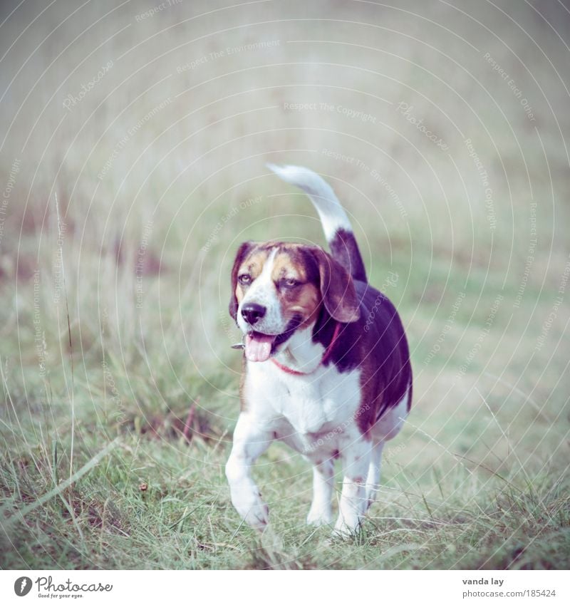 Kein Wässerchen trüben... Umwelt Natur Schönes Wetter Park Wiese Feld Tier Haustier Hund 1 laufen wandern Leben Spaziergang Gassi gehen Beagle Halsband laufhund