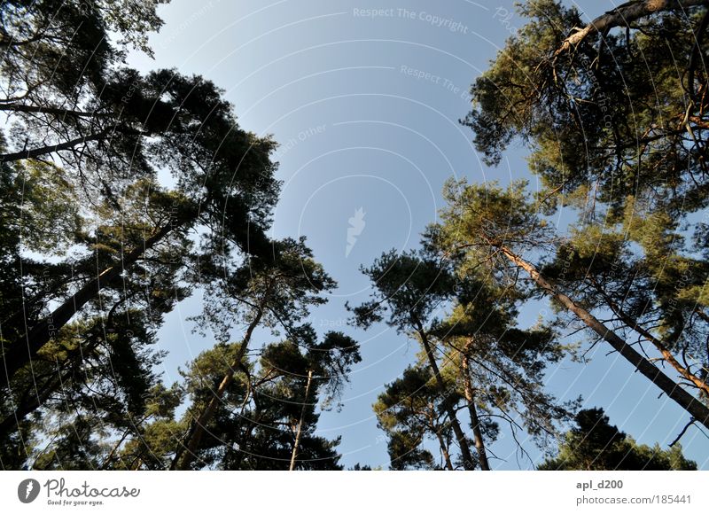 Baumkronen Umwelt Natur Landschaft Pflanze Himmel Sommer Schönes Wetter Grünpflanze Nutzpflanze Wildpflanze Park Wald atmen alt ästhetisch blau grün Freude