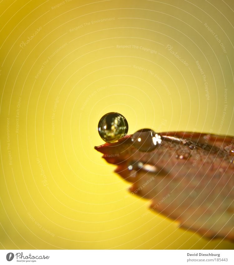 World of pearls Umwelt Natur Wassertropfen Herbst Klima Regen Pflanze Blatt braun gelb silber Kugel rund Kreis Zacken glänzend natürlich Tau Farbfoto