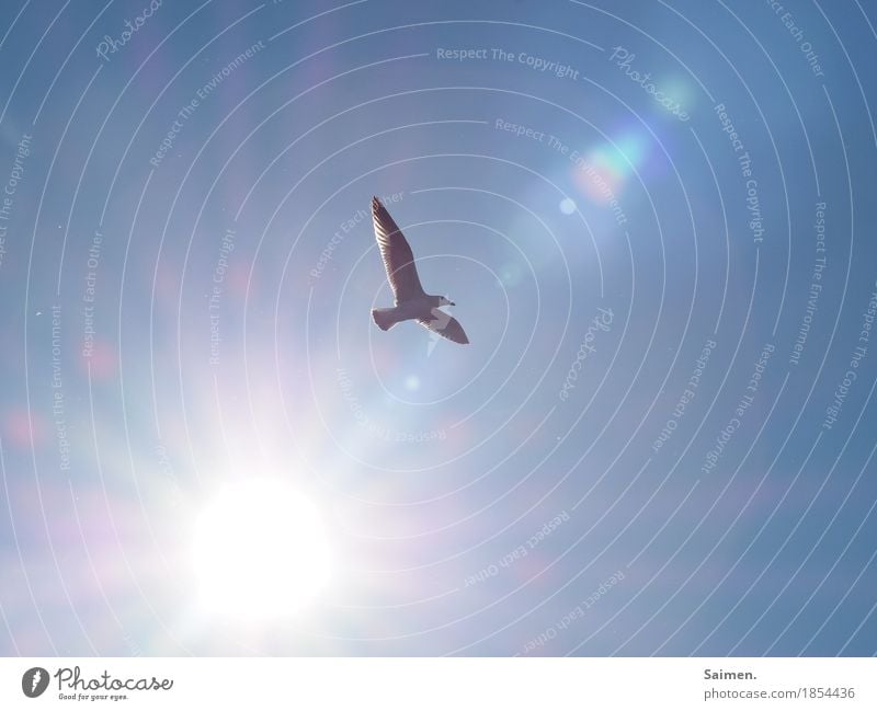 Freiflug Tier Wildtier Vogel Flügel 1 fliegen Möwe Blendenfleck Schweben Blauer Himmel Freiheit unbegrenzt Hoffnung Farbfoto Nahaufnahme Textfreiraum links