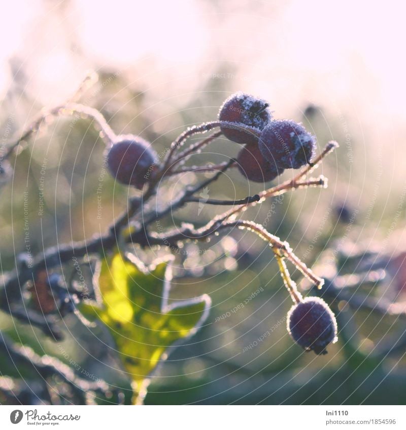 Hagebutten Luft Sonnenlicht Herbst Schönes Wetter Eis Frost Sträucher Blatt Hundsrose Garten Park Feld kalt natürlich braun gelb grau grün rosa schwarz weiß