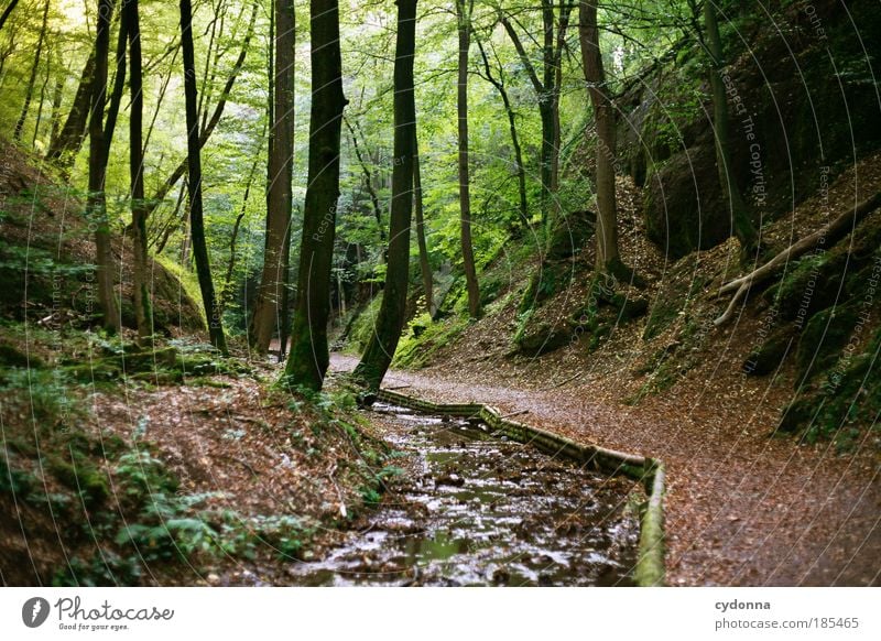 Leise rauschend Leben Wohlgefühl Zufriedenheit Erholung ruhig Ausflug Freiheit Umwelt Natur Landschaft Baum Grünpflanze Wald Bach Bewegung einzigartig Idylle