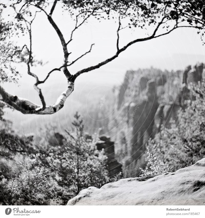 Wandern02 harmonisch Landschaft Schönes Wetter Baum Wald Berge u. Gebirge Sächsische Schweiz Elbsandsteingebirge Menschenleer Stein Sand beobachten genießen