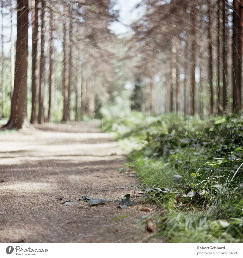 Wandern03 Erholung ruhig Natur Pflanze Sonnenlicht Baum Gras Moos Farn Wald Wege & Pfade entdecken Freundlichkeit Sauberkeit schön Duft Freiheit