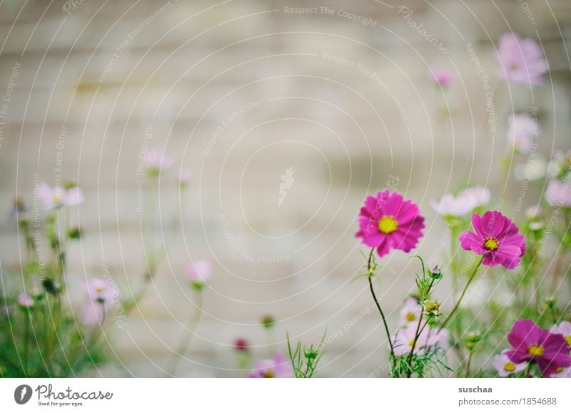 mauerblümchen Mauer Blume Sommer Pflanze Blüte Wildpflanze Natur Beet Stadt Stadtleben