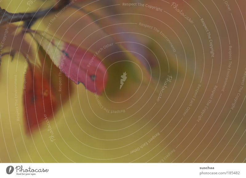 beginnende blattseneszenz Umwelt Natur Pflanze Herbst Baum Sträucher Blatt Leben Umweltschutz Verfall Vergänglichkeit Wandel & Veränderung abschied Tod