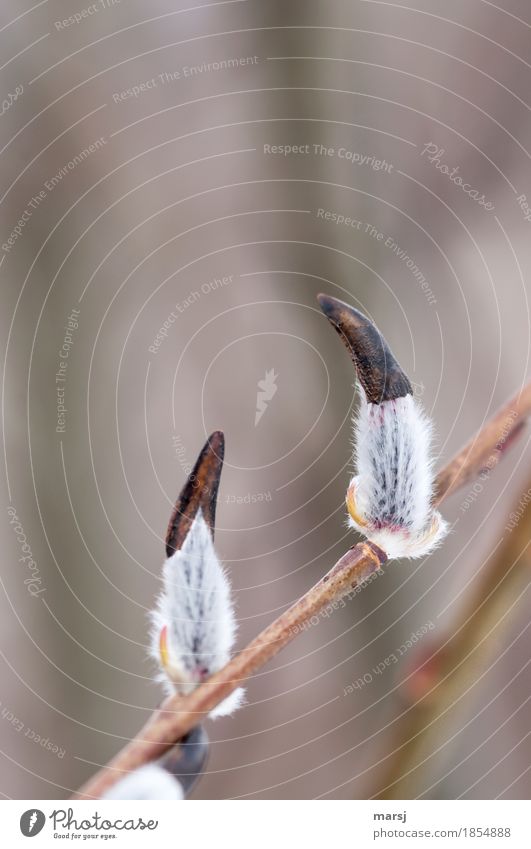 Trafen sich am frühen Morgen zwei Zwerge... Natur Frühling Pflanze Grünpflanze Wildpflanze Blüte Weidenkätzchen Ast authentisch einfach Beginn bedeckt Hut