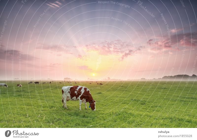 Kuh, die auf Weide bei drastischem Sonnenaufgang weiden lässt Sommer Natur Landschaft Tier Himmel Nebel Gras Wiese Nutztier Fressen grün Rind ländlich Feld