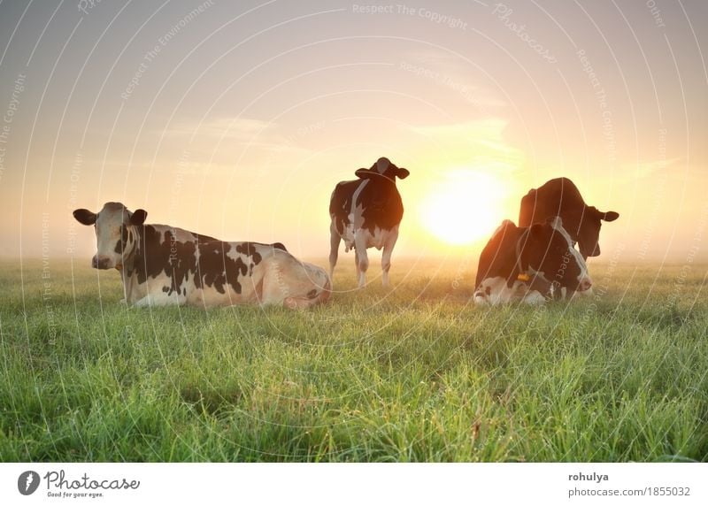 wenige Kühe auf entspannt auf der Weide bei Sonnenaufgang Erholung Sommer Natur Landschaft Tier Himmel Schönes Wetter Nebel Gras Wiese Nutztier Kuh schlafen