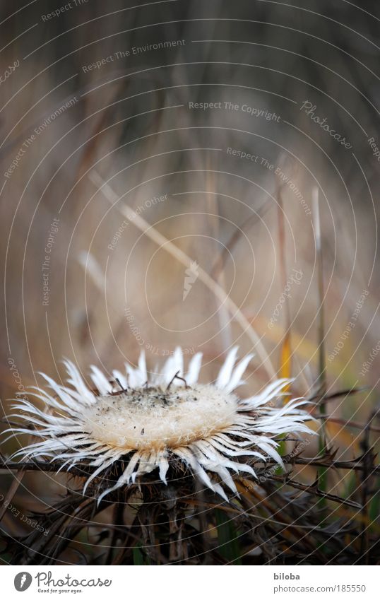 Bleibende Schönheit Umwelt Natur Landschaft Pflanze Herbst Winter Klimawandel Dürre Blüte Wildpflanze Alpen Berge u. Gebirge Wüste alt ästhetisch