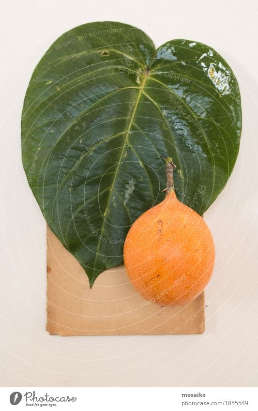 Herbarium Frucht Natur Pflanze Blatt exotisch ästhetisch einzigartig natürlich braun grün orange Bildung Design Kreativität retro Wissenschaften Botanik