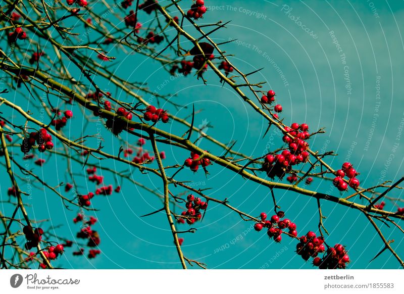 Beeren Sträucher Ast Zweig Baum Pflanze Garten Park Vogelbeeren Frucht Ernte Herbst Himmel Textfreiraum Menschenleer rot Kirsche Zierkirsche Wacholder Natur