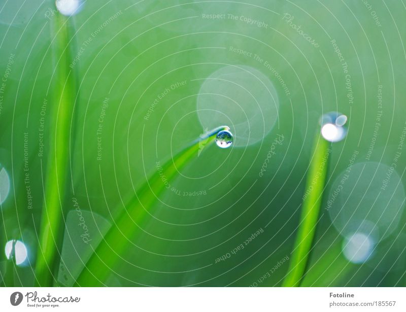 Morgentau Umwelt Natur Landschaft Pflanze Erde Wasser Wassertropfen Frühling Sommer Herbst Klima Schönes Wetter Gras Grünpflanze ästhetisch nass schön Tau Halm