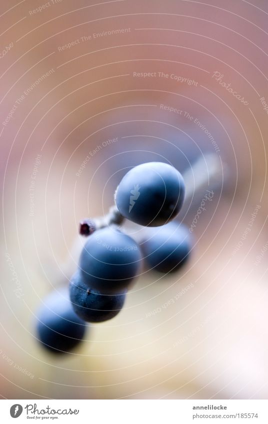 beerig zart Lebensmittel Frucht Ernährung Umwelt Natur Pflanze Sträucher Wildpflanze Beerensträucher Park blau rosa rund Kugel abstrakt Farbfoto Makroaufnahme