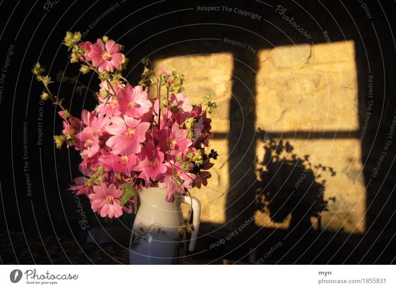 Vorhang auf Wohnung Dekoration & Verzierung Frühling Sommer Blume Blüte Grünpflanze Malvengewächse Fenster Blumenstrauß Kitsch Krimskrams Erholung