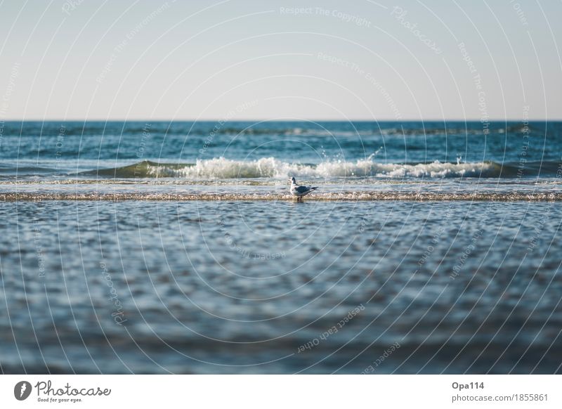 Badespaß Umwelt Natur Sommer Wetter Schönes Wetter Wellen Küste Strand Bucht Tier Wildtier Vogel 1 blau "Meer Sylt Ritt Möwe Baden Nass Spritzig Unruhig Spaß