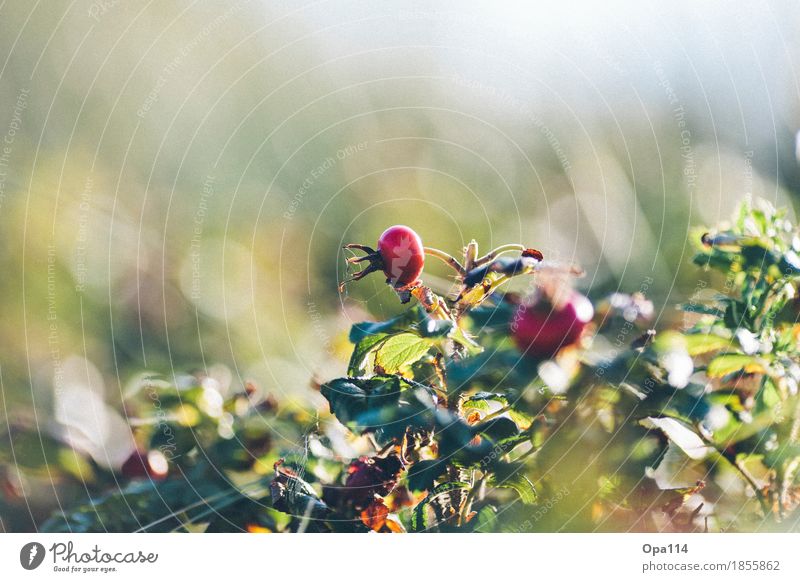 Kartoffel-Rose Umwelt Natur Pflanze Tier Sommer Schönes Wetter Blatt Blüte Grünpflanze gelb grün rot "Kartoffel-Rose Hagebutte Duft Sylt Dornen Stacheln Hängen