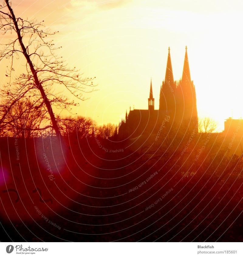 DOMinierendes Licht Sightseeing Städtereise Schönes Wetter Kirche Dom Sehenswürdigkeit Wahrzeichen alt Spitze braun gelb gold Religion & Glaube Köln Kölner Dom