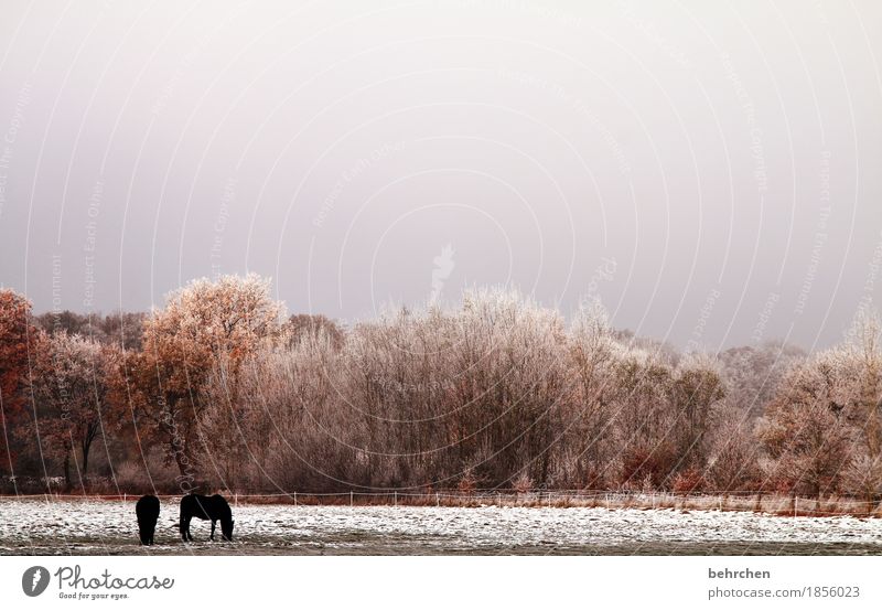 kälte Natur Landschaft Pflanze Tier Herbst Winter Eis Frost Schnee Baum Gras Sträucher Wiese Feld Wald Pferd 2 Fressen frieren kalt schön Weide Zaun erfrieren