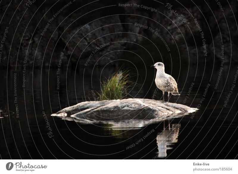 skogtun bird Natur Landschaft Wasser Klima Gras Grünpflanze Felsen Seeufer Insel Wildtier Vogel 1 Tier beobachten authentisch schön nah wild Abenteuer