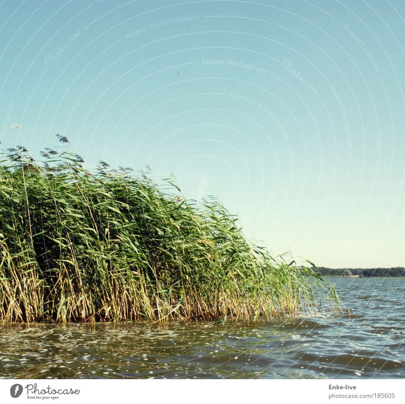 windschief Natur Landschaft Pflanze Luft Wasser Wolkenloser Himmel Klima Gras Sträucher Grünpflanze Wellen Küste Seeufer Erholung träumen außergewöhnlich