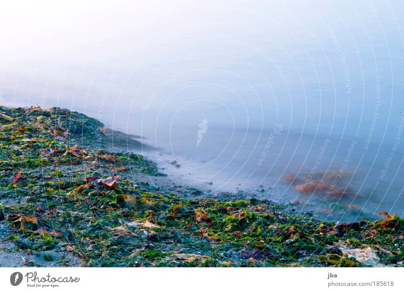 Zeit vergeht Ferien & Urlaub & Reisen Ferne Freiheit Sommer Strand Meer Insel Wellen Natur Urelemente Wasser Wind Seegras Küste Pazifik Vancouver Island