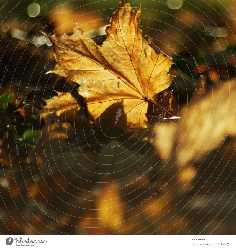 Herbstblatt Umwelt Natur Pflanze Erde Sonnenlicht Wetter Schönes Wetter Blatt Wildpflanze Park ästhetisch hell natürlich schön trocken braun gelb welk Farbfoto