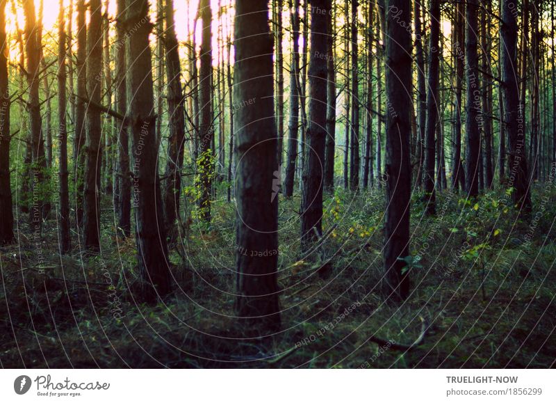 Wald muss sein. Natur Landschaft Pflanze Erde Sonnenlicht Sommer Herbst Klima Schönes Wetter Baum authentisch dunkel Gesundheit kalt stachelig wild blau braun