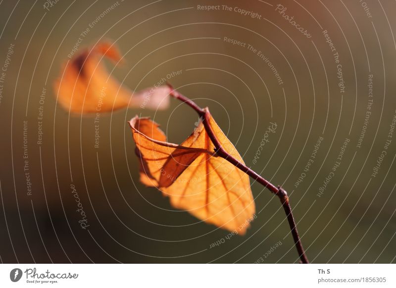 Blatt Natur Pflanze Herbst Bewegung verblüht ästhetisch authentisch einfach elegant natürlich braun orange Gelassenheit geduldig ruhig einzigartig schön