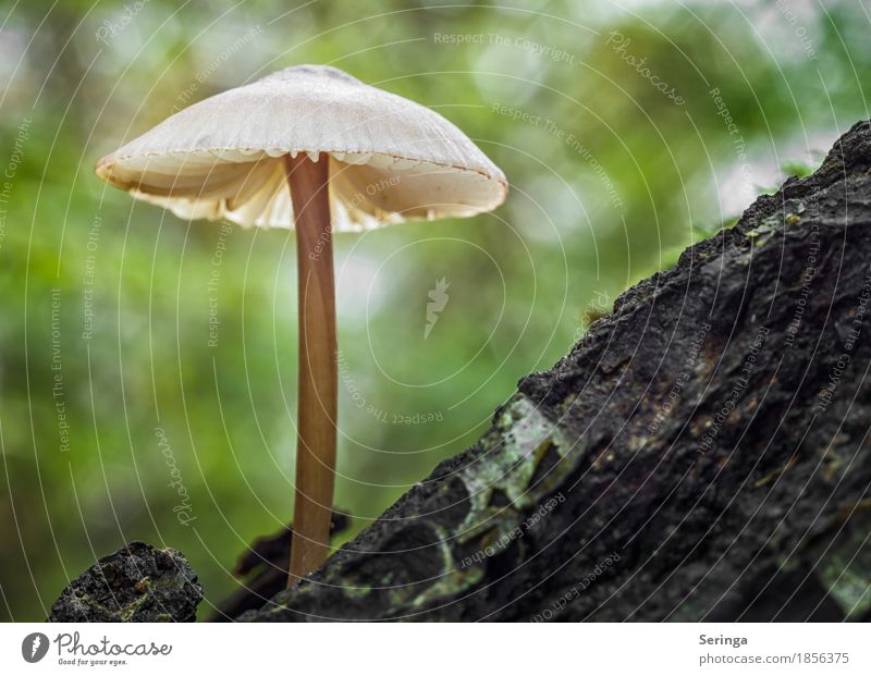 Einsamer Pilz Umwelt Natur Landschaft Pflanze Tier Herbst Baum Gras Moos Park Wald Wachstum leuchten Pilzkopf Pilzhut Pilzsucher Giftpflanze essbar Farbfoto